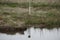 Chincoteague Island, Virginia, USA: A birdhouse reflected in  the Black Duck Pool