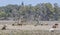 Chincoteague Ponies with the Assateague Lighthouse