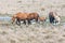 Chincoteague Ponies crossing the salt marsh in Chincoteague Wildlife Refuge.