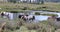 Chincoteague Ponies grazing in field