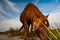 Chincoteague Pony