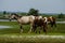 Chincoteague Pony, also known as the Assateague horse