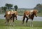 Chincoteague Pony, also known as the Assateague horse