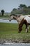 Chincoteague Pony, also known as the Assateague horse