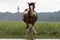 Chincoteague Pony with lighthouse