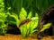 Chinese Algae Eater close up in fish tank Gyrinocheilus aymonieri with blurred background