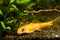 Chinese algae eater, Gyrinocheilus aymonieri sp. gold, weird freshwater ornamental fish on dark substrate
