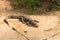 Chinese alligator lying down in the sun