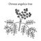 Chinese angelica-tree Aralia elata , medicinal plant