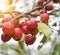 Chinese apple tree with small apples, heavenly apples, close-up, autumn, outdoor