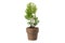 Chinese arborvitae - Platycladus orientalis - seedling in a pot, isolated on white. Type of thuja