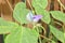 Chinese Asparagus Yard Bean Flower With Small Bean Growing