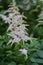 Chinese astilbe