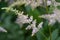 Chinese astilbe