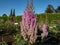 Chinese Astilbe (Astilbe chinensis) \\\'Purpurlanze\\\' is a perennial boasting purple flowers