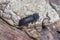 Chinese Auger Beetle, Heterobostrychus hamatipennis, is a species of horned powder-post beetle in the family Bostrichidae.