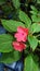 Chinese balsam rare bicolour plant also known as wheel balsam soft flowering plant