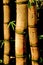 Chinese Bamboo Canes