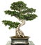 Chinese banyan as bonsai tree