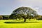 Chinese Banyan trees