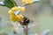 Chinese barberry Berberis julianae, yellow flower with bumblebee