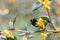 Chinese barberry Berberis julianae, yellow flowers with bumblebees