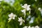 Chinese Bauhinia