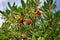 Chinese bayberry Myrica Rubra