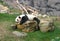 Chinese Bear China National Treasure Macao Panda Macau Giant Panda Pavilion Nature Habitat Coloane Zoo Baby Cub Pandas Habitat