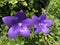 Chinese bellflower, also known as balloon flower in blue purple shade, summer in Europe