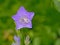 Chinese bellflower close-up - Platycodon grandiflorus