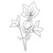Chinese bellflower drawing, Illustration sketch contour bouquet of bell flowers, Sketch Virginia bluebells drawing,