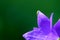 Chinese bellflower and green spider