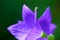 Chinese bellflower and green spider