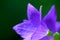 Chinese bellflower and green spider