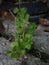 Chinese betel herbs that grow wild are easy to find in places that tend to be damp