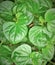 Chinese Betel Leaf Plant