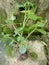 chinese betel leaves with fibrous roots