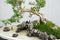 The Chinese bonsai