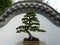 Chinese bonsai tree