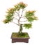 Chinese bonsai tree