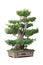 Chinese bonsai tree