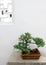 Chinese bonsai tree plant, potted
