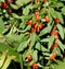 Chinese boxthorn, Goji berry, Lycium barbarum