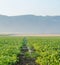 Chinese broccoli or Chinese kale plantation