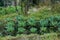 Chinese Broccoli farm - Sufficiency agriculture in the household - on the way trekking to Annapurna base camp - green natural