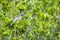 Chinese bulbul Pycnonotus sinensis