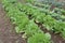 Chinese cabbage cultivation