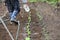 Chinese cabbage cultivation in the vegetable garden. Installation of bug repellent nets.