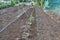 Chinese cabbage cultivation in the vegetable garden. Installation of bug repellent nets.